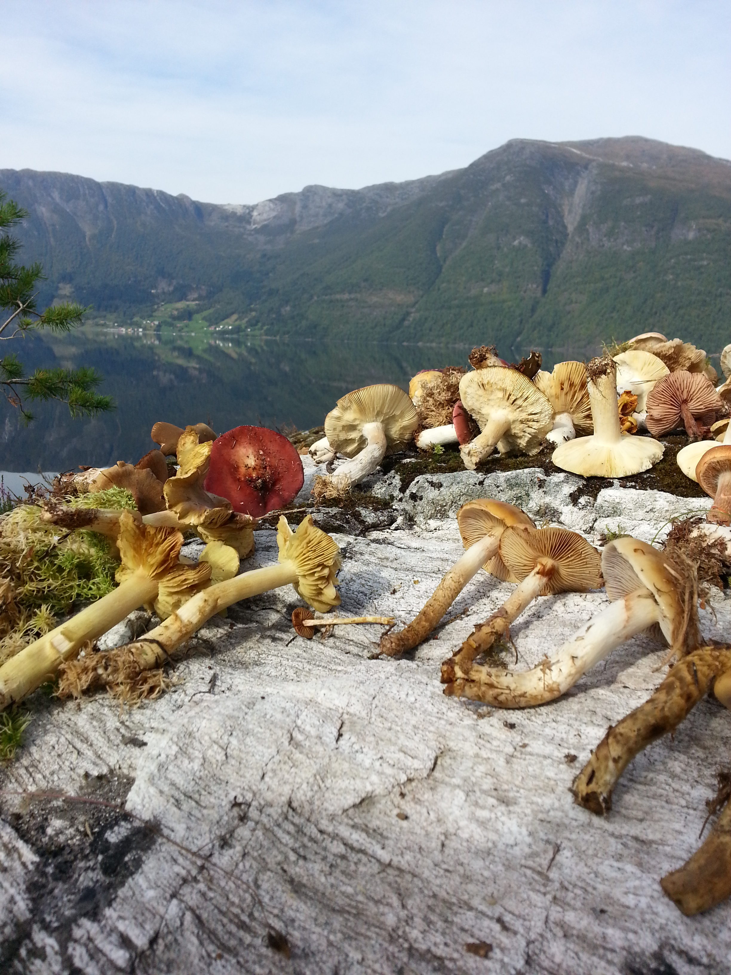 Sopp på berg